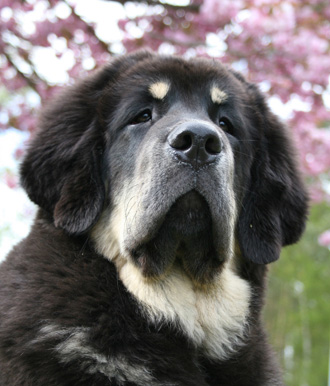 DOG DE TIBET
